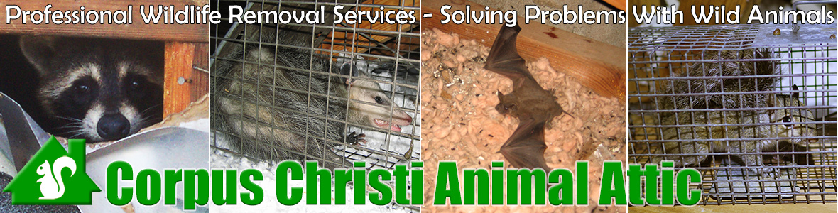 Corpus Christi Animal Attic